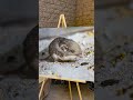 Meet the world's oldest mouse, Patrick Stewart - 9 years, 210 days old