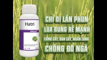 Hatri - Siêu cứng cây, gùn cây, ngắn lóng, đứng lá, ra rễ, chống đổ ngã