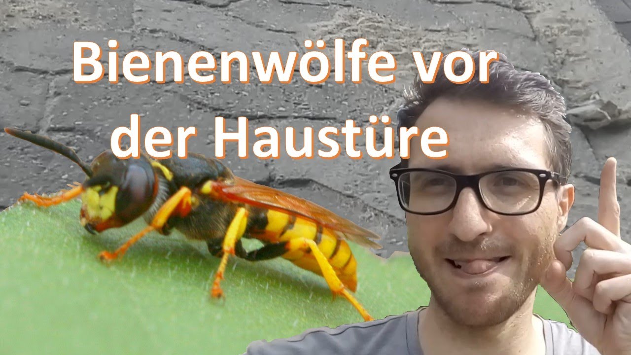 Tiere vor der Haustür 1: Der Bienenwolf