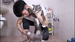 I got torn apart from giving my cats a bath