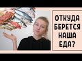 что нужно знать о рыбе и морепродуктах?