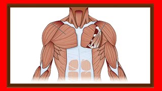 El sistema muscular: Definición, Tipos de músculos, Funciones y su Importancia