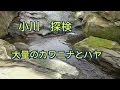 小川を下流から上流へ探検　大量のカワニナとハヤ発見　淡水魚川魚