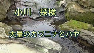 小川を下流から上流へ探検　大量のカワニナとハヤ発見　淡水魚川魚