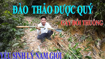 Cây Sâm Cau Đỏ | Chữa Yếu Sinh Lý Nam Giới- Ngâm Riệu -sắc Nước Uống Hằng Ngày