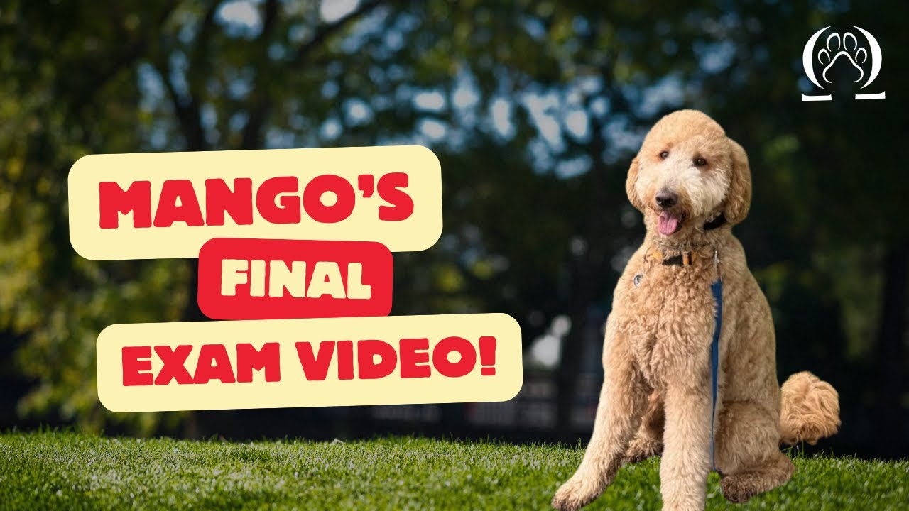 Mango's Final Exam Video | Goldendoodle | El Monte, CA. #dogtraining #goldendoodle