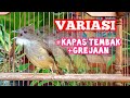Masteran Cucak Jenggot Gacor Emosi Tinggi Kicau Pidong Mp3 - Mp4 Download