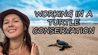 Working in a Turtle Conservation on Kepayang island | Indonesia | Darmasiswa Scholarship Program