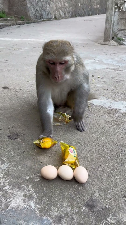 Funny monkey #146