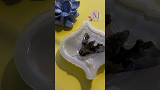 I didn’t kill it!!! It was dead when I found it ☺️ #insect #insects #epoxy #drymouth