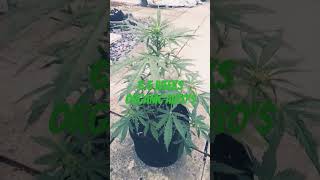 Royal Queen Seeds, Quickone Autoflower Uk Outdoor Grow
