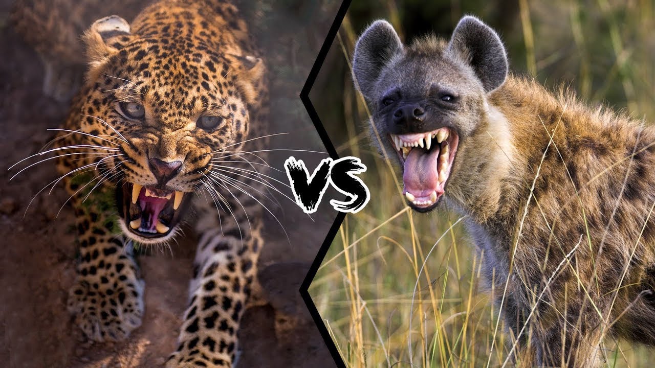 Leopard vs Spotted Hyena - Who will win? - YouTube