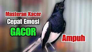 suara kacer gacor NGEPLONG tarung ini paling AMPUH buat PANCINGAN KACER agar EMOSI NYAUT