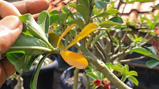 How to Handle Adenium Leaves, Turn Yellow & Fall Out in the Rainy Season. Desert Rose Bonsai