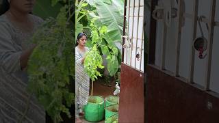 25.11.2025 🌿 Vaycha idathulaiyea iruku#shorts #shortsfeed #home #vlog #minivlog