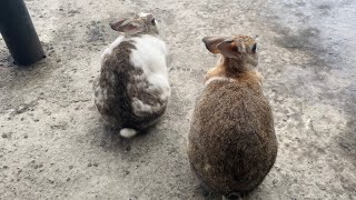 😍Beautiful cute rabbits playing 😍💖🥰🐰.