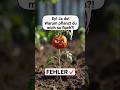Du pflanzt deine Tomaten falsch! 🍅❌