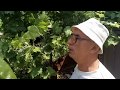 Обязательное удаление пасынков на кустах винограда во второй половине сезона