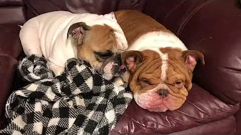 Way To Cute Wednesday Ep 4