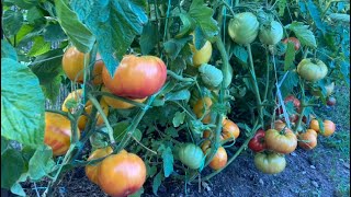 Урожайные томаты .Открытый грунт. Гномы.