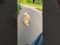 2 кота с обочины лесопарка #catshorts #cat #cats