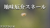 卵大量 石巻貝の卵を孵化させたい Youtube