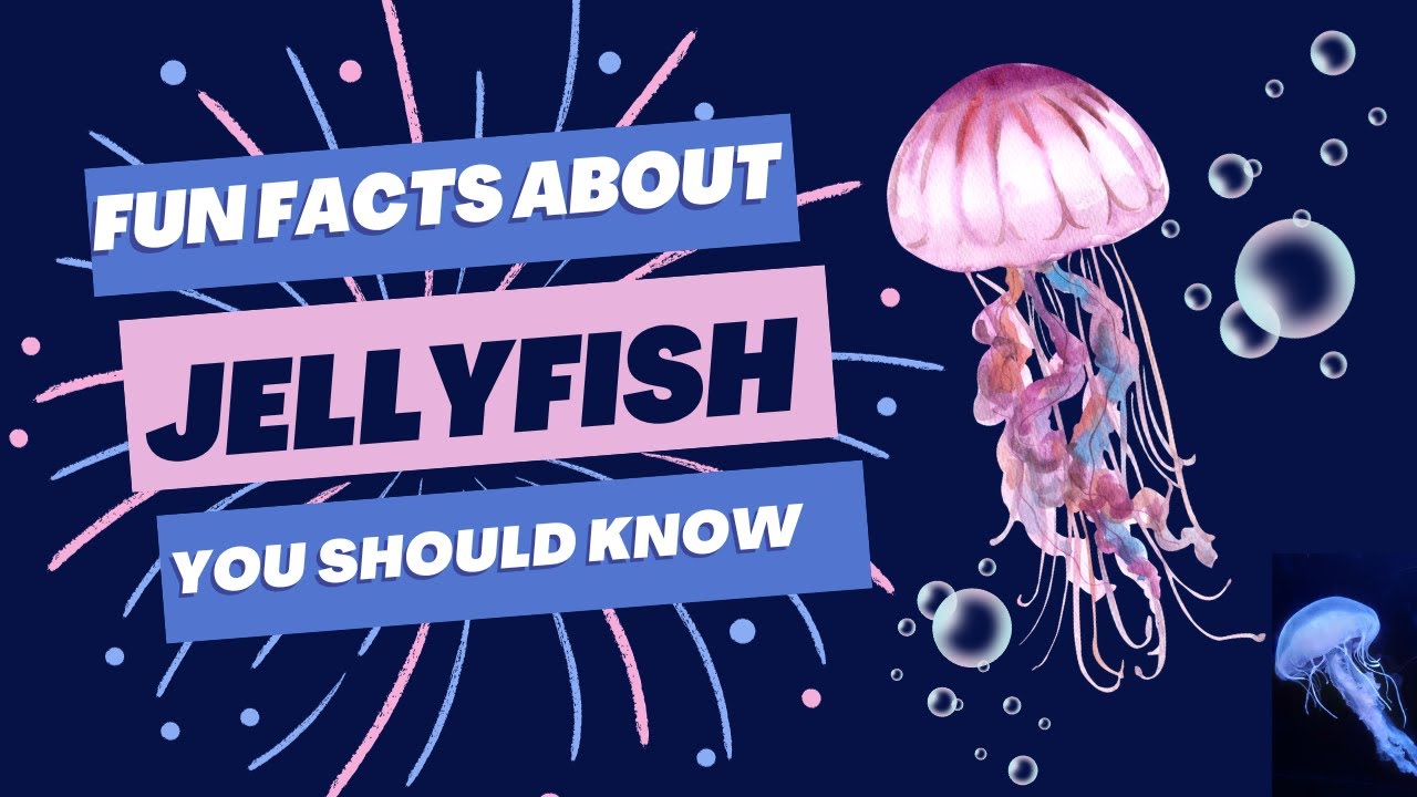 Jellyfish Fun Facts 7 Cool Things to Know About These Marine Animals