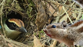 A squirrel aiming at the fairy pitta nest, what will be the result?