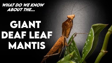 Husbandry and Facts About the Deroplatys dessicata (Giant dead leaf mantis) [HUSBANDRY]