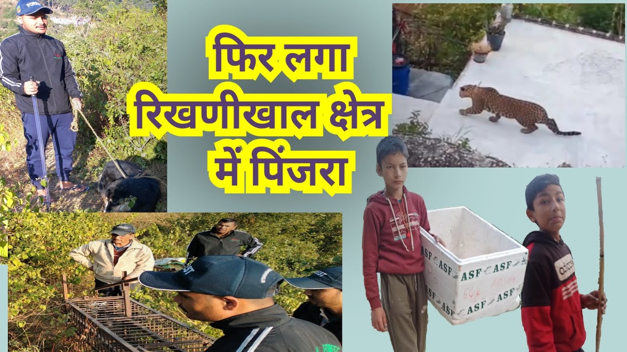 देवियोखाल🐆(#rikhnikhal)बाजार में फिर लगा पिंजरा #guldarattack #uttrakhand #leopard #leopard_attack