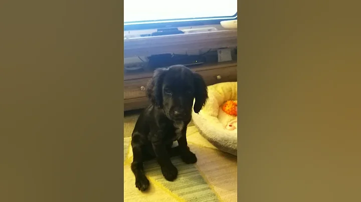 this is Lucy