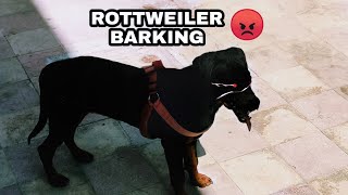 Angry Rottweiler Dog Barking Loudly Rottweiler Puppy Barking Tyson The Rottweiler