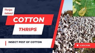 Thrips in cotton | insect pests of cotton| lifecycle of thrips, management and control