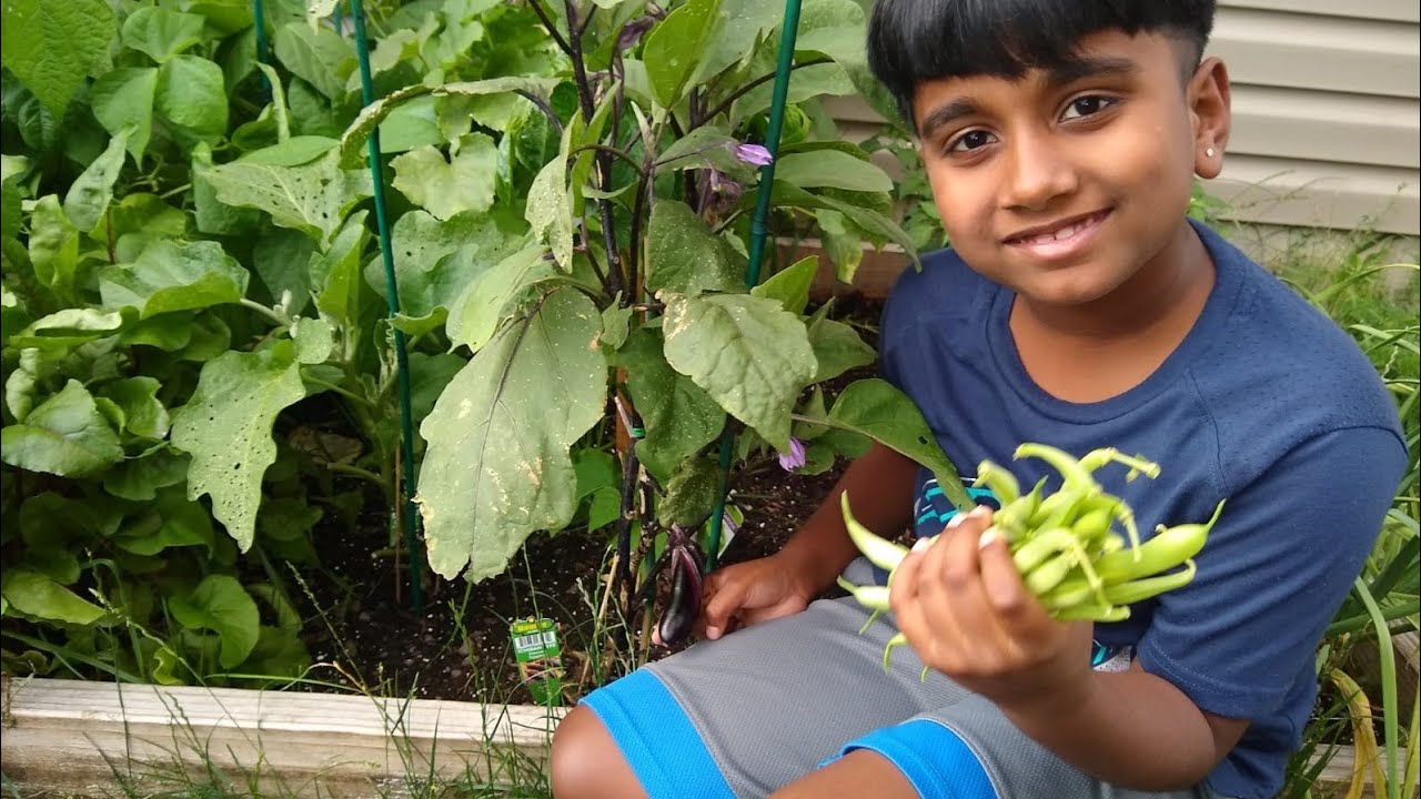First Green Bean Harvest 🌱 - YouTube