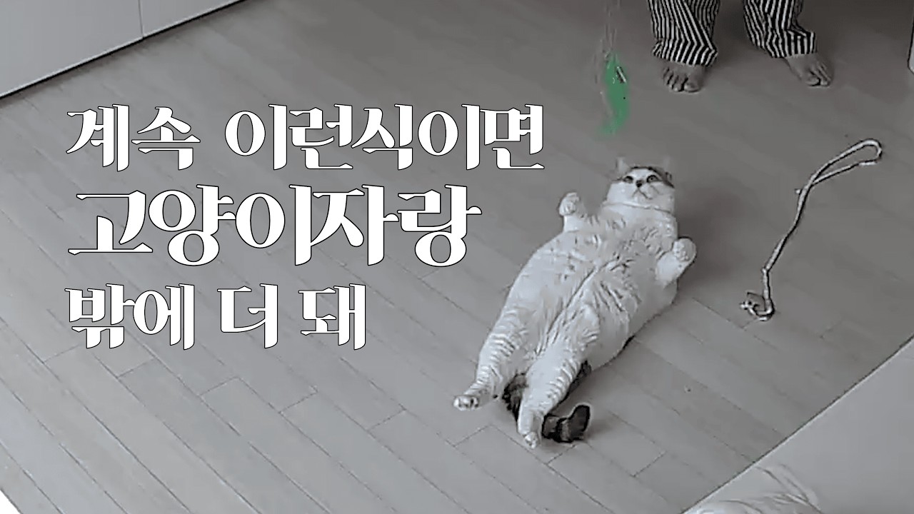 제 고양이가 너무 귀여워서 유튜브 만들었습니다.