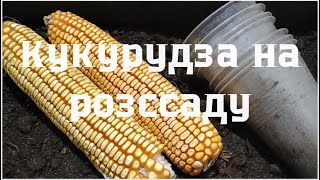 Для раннього врожаю, 🌽 на розсаду