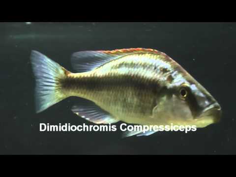 Dimidiochromis Compressiceps