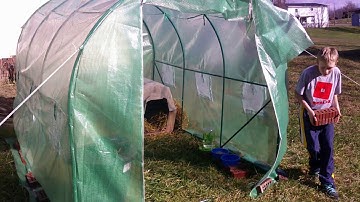 raising ducks for beginners