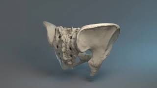 Louisiana Pain Specialists And Painteq Si Joint Fusion