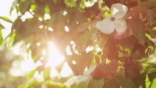 The Bliss Technique  A Guided Meditation