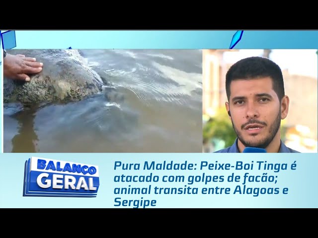 Pura Maldade: Peixe-Boi Tinga é atacado com golpes de facão; animal transita entre Alagoas e Sergipe