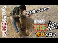 【犯罪】インド禁断の食材「コダイ」って何？その捕まえ方は？
