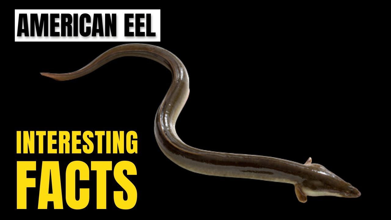 Amazing facts of American Eel Interesting Facts The Beast World