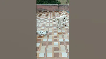 Dog Vs Cat Wrestling Competition Dog Shortfeeds Cat Viralhog 