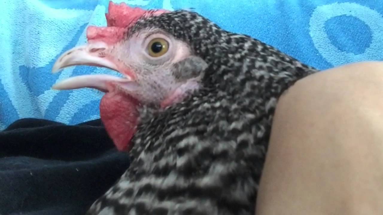 Purring Chicken - YouTube