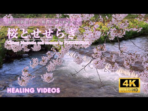 天然山桜＊桜の木【森を感じられるバードコール♪】鳥笛＊とても綺麗で 