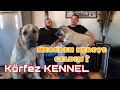 EFSANE KÖPEK ÇİFTLİĞİ , BİROL BAŞYİĞİT KİMDİR ? , KÖRFEZ KENNEL KAAN BİLGİÇ