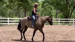 Grulla Quarter Horse For Sale