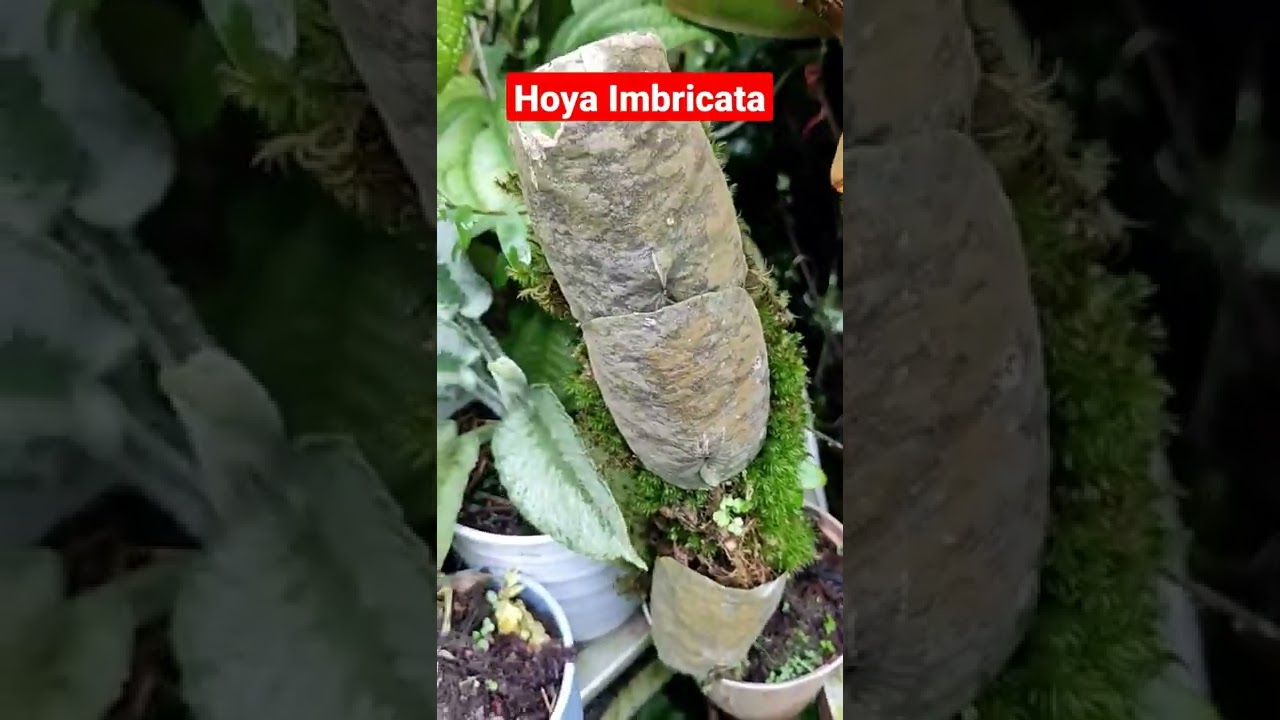 Unik Dan Langka Hoya Imbricata 
