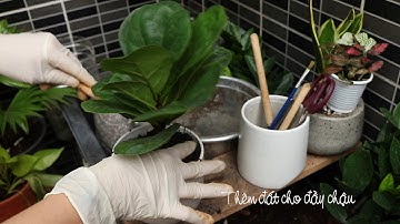 Các bước trồng cây cơ bản vào chậu